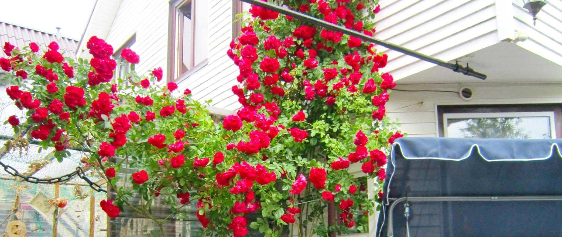 l Inkaras Rose b.JPG